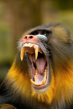 funkysafari:  Mandrill by Berendje Photography1