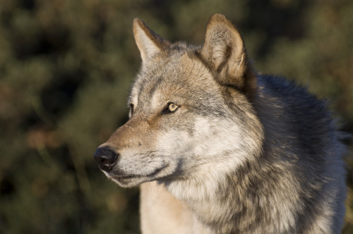 wolveswolves:By California Wolf Center 