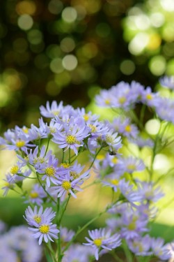 uyamt:  紫苑（しおん） 　絶滅危惧II類。  Tatarian aster (Aster tataricus)  Endangered Plants 