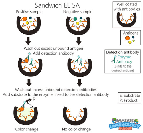  To remember this type of ELISA, imagine a sandwich! The antigen is the filling and the antibodies a