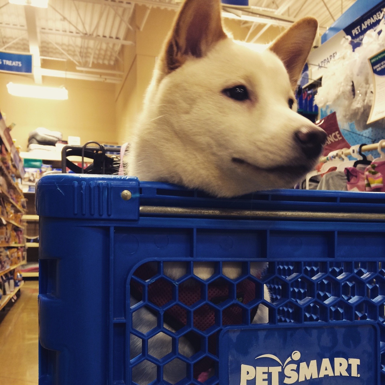 alicekitty:  Luna and I had fun shopping 💕