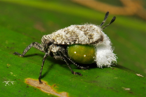 sinobug: Inverted or Beetle Planthopper (Ancyra sp., Eurybrachidae) The unusual feature of these bug