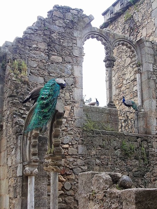 charlesreeza:A muster of peacocks in a public park in Évora, Portugal.  The structure was built to l