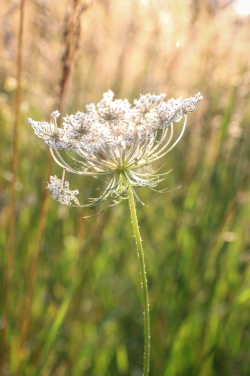 Meadow sparklesLate August ~ Cartharpin, Virginia