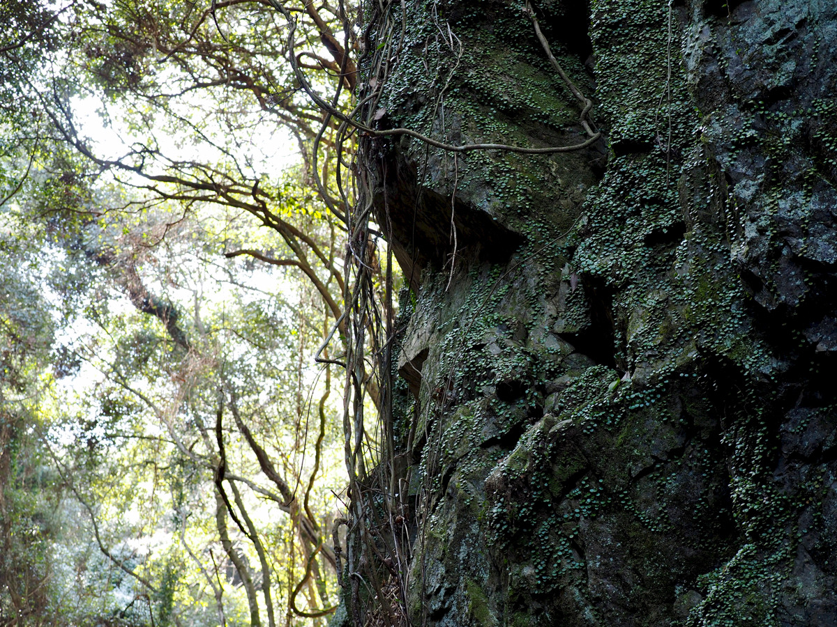 90377:  山・森・渓谷 by f_clyde   