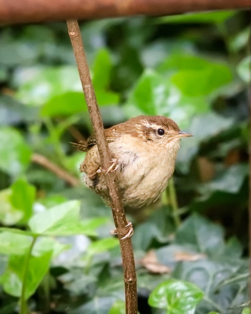 longingforrotkehlchen: How small and round do you want it? Yes.Zaunkönig (wren) in Stuttgart-We