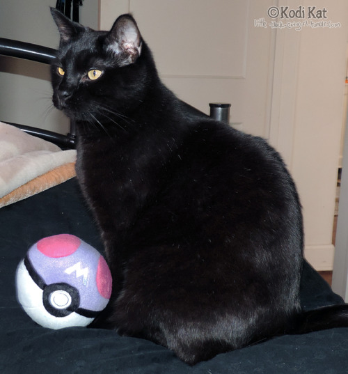 little-black-catgirl:Omen with a master ball in honor of Pokemon day!