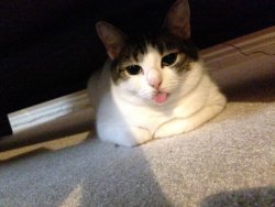 dailyblep:  Hiding under the sofa for blep