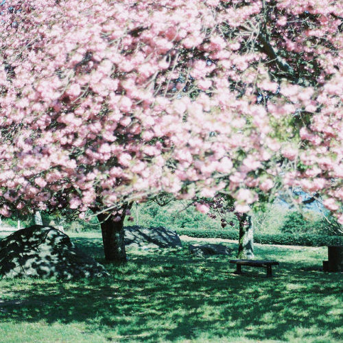 sumisa-lily.tumblr.com/post/143066263663/