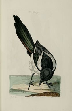 libraricana:  *humming Rossini* &ldquo;The Magpie&rdquo; in: The British Zoology. London: March, 1766. http://resolver.sub.uni-goettingen.de/purl?PPN38180691X_Tafeln 