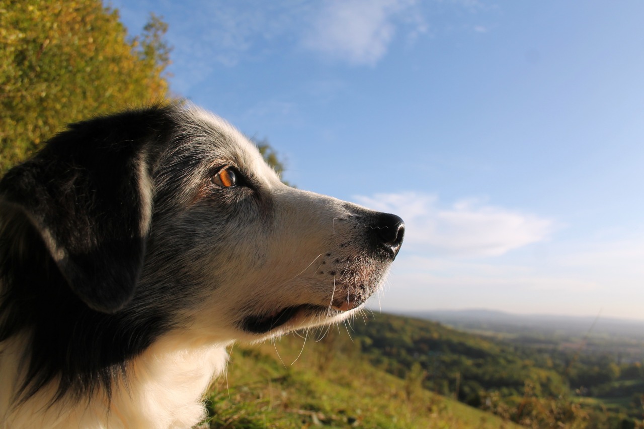 On Tuesday this week, Barney came for an afternoon stroll with Flynn, up our favourite little hill. It was an 