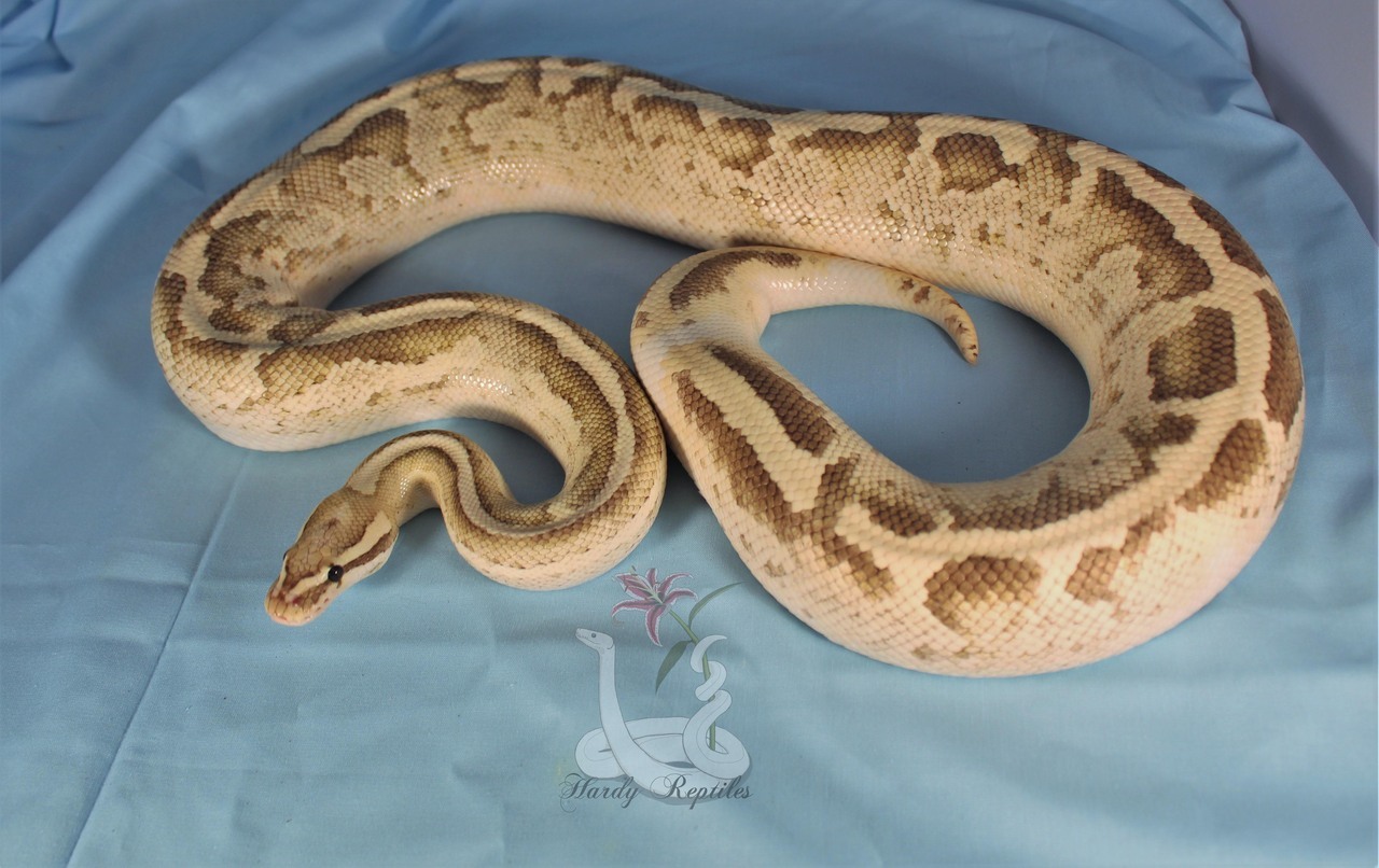 i-m-snek:Rhea is a pain in the butt during photoshoots. But at least he’s cute