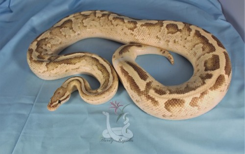 XXX i-m-snek:Rhea is a pain in the butt during photo