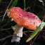 blueberrymushroom