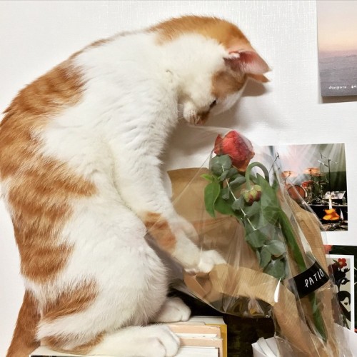Dear Flower. May I eat you? Thanks. #MingTheCat #FlowerCat #kitty #cat #flower #ThisLooksDelicious #