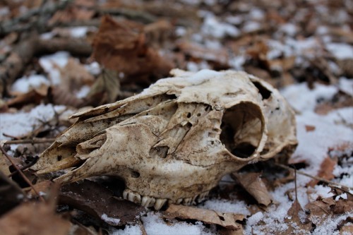 peacepunkstudio:photos taken 1/8/2017 in the woods behind our house my newest photo dump