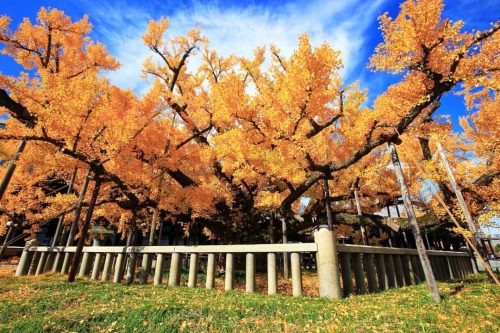 【京都府】西本願寺逆さ銀杏⛲ . お見事でした . （2021/11/29撮影） . #西本願寺 #本願寺カフェ #銀杏 #逆さ銀杏 #水吹き銀杏 #イチョウ #逆さイチョウ #銀杏の木 #イチョウの