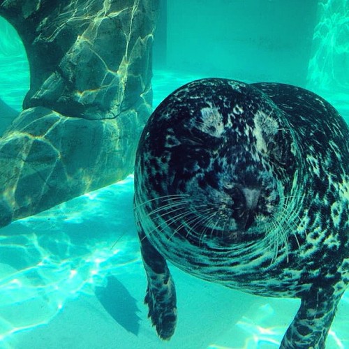 Funny meetings at the Ueno Zoo. #Ueno #Zoo #UenoZoo #Seal #Giappone #Japan #Nihon #Tokyo #Instatrave