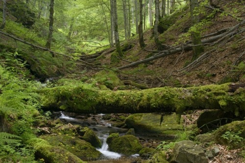 elvenforestworld:   Europe’s Wildest Forests: Fagaras   There are only a few places left in Europe w