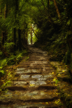 pagewoman:  Forest Path, Killarney, Co. Kerry, Ireland  via luminessa  