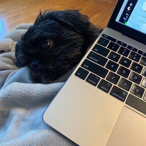 <p>If I’m slow to return your email, just understand what I’m up against.</p>

<p>#shihtzu #lesterpawfus #shihtzusofinstagram #blackdog #wfh  (at Fiddlestar Camps)<br/>
<a href="https://www.instagram.com/p/CQ9VILoL2-w/?utm_medium=tumblr">https://www.instagram.com/p/CQ9VILoL2-w/?utm_medium=tumblr</a></p>