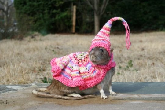 holybikinisbatman:  donkeykongsixtyfour:  grahancoxon: (to the tune of uptown girl) uptown rat. he wears a very silly pointy hat   @monsterkissed  