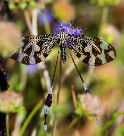 typhlonectes:Spoonwing, Nemoptera bipennis, Guisando, SpainSpoonwings are close relatives of ant lio