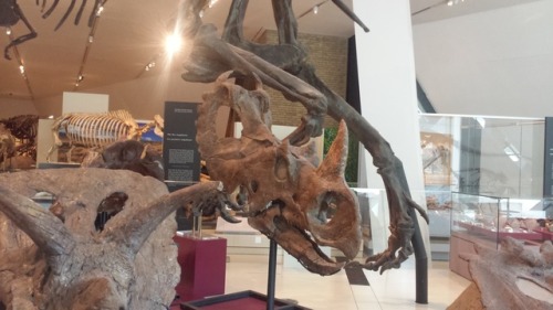 Ref Post 4, Have Some More! Velociraptor Skull. A Diving Birb; Might Be A Hesperornis. The Cutest Baby