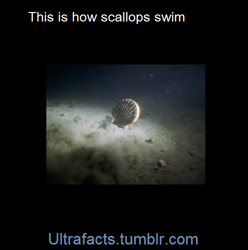 crayola77:ultrafacts:Source If you want more facts, follow UltrafactsSPONGEBOB WAS RIGHT