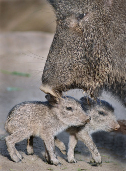 Wildlife World Zoo