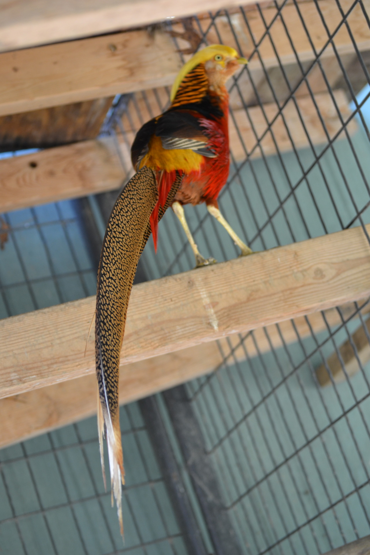 cjwhiteshizzle:  ORNAMENTAL PHEASANT APPRECIATION POST!!! red golds, yellow golds