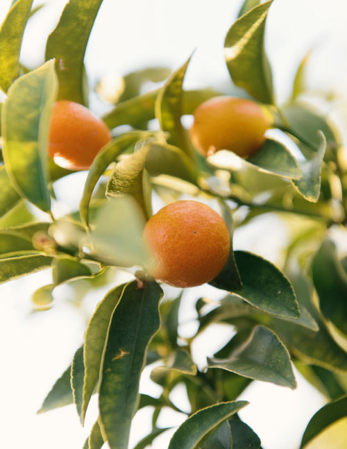 Fresh oranges on the tree, Taormina.