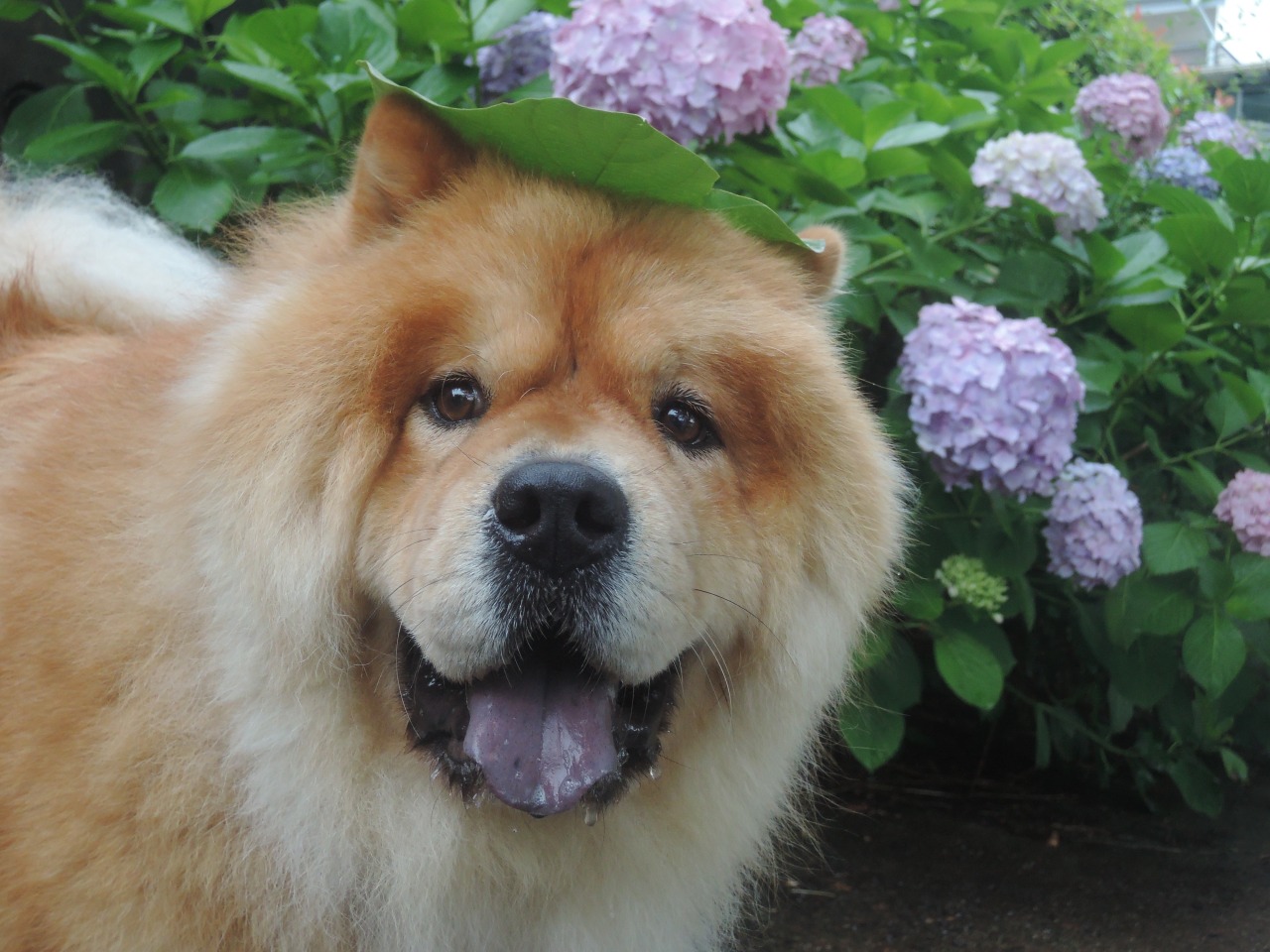chow29dora:  雨上がりの紫陽花。Hydrangea After Rain. 今年もトトロをイメージしたく、河川敷に群生していたつる草の葉を一枚頭にのせてみたけど、なんか微妙だ。まんまるオツムで柏餅っぽい・・・。Totoro