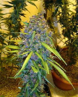 thalonelypothead:  Marijuana picture