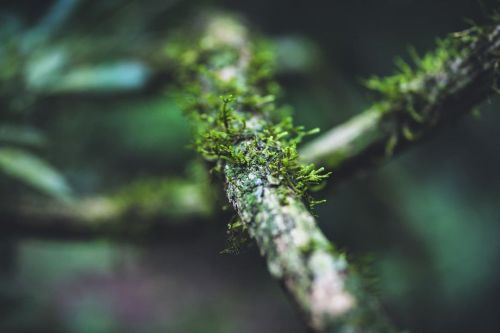 The Moss on the liana. La Lorenza Salimos a caminar un poco por los senderos del bosque, por suerte