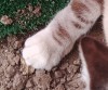 wolverinefurry:my favorite thing about tabbies are the little stripes just above
