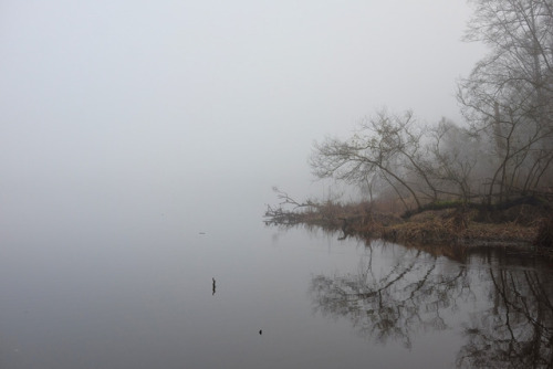 lost lagoon - fogstanley park, vancouver, bc