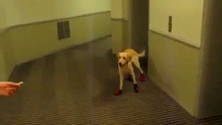 huffingtonpost:  Behold the majestic dog. See more derpy pups here.