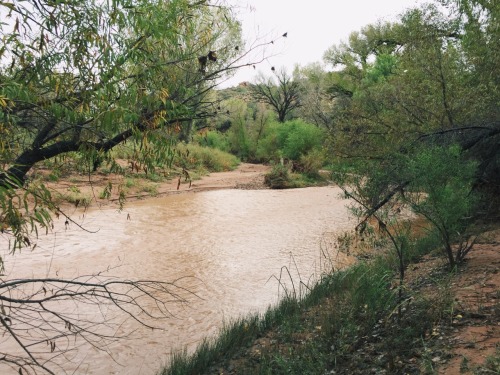 San Pedro River - Oct 2015 Request Print   |   Buy Other Prints