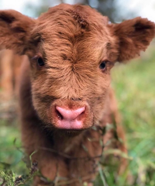 #cute cows on Tumblr