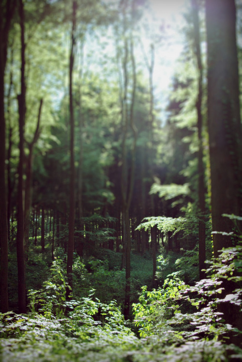 timidsouls:Forest (by - Ma -)