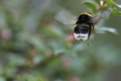 michaelnordeman:Bumble bees/humlor.