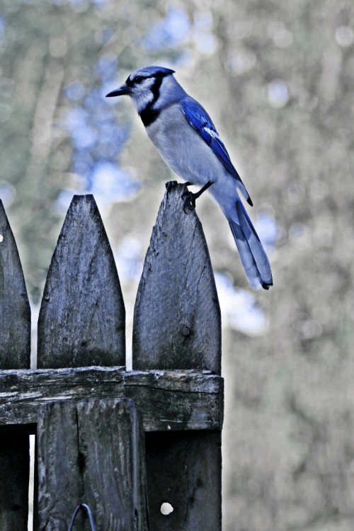 Scenes from my kitchen window…