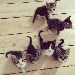 pbtiti:lovely kitties a We Heart It-on - http://weheartit.com/entry/160975742