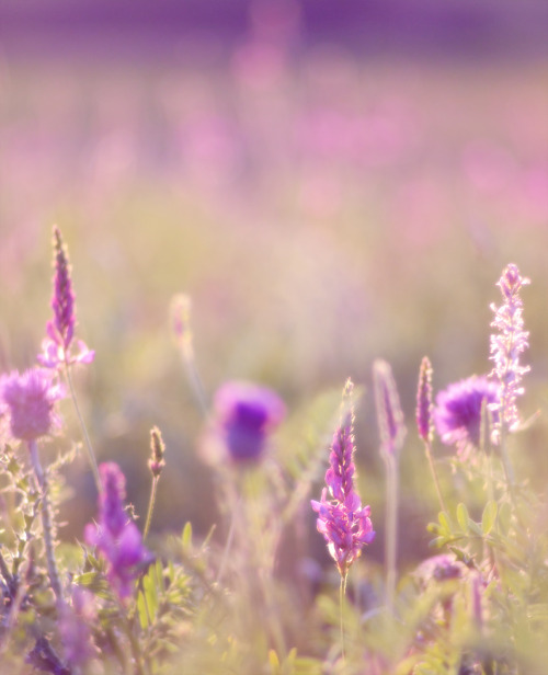 icardamome:icardamome:Sweet colors in the fieldNature 2014Reblog of my favorite