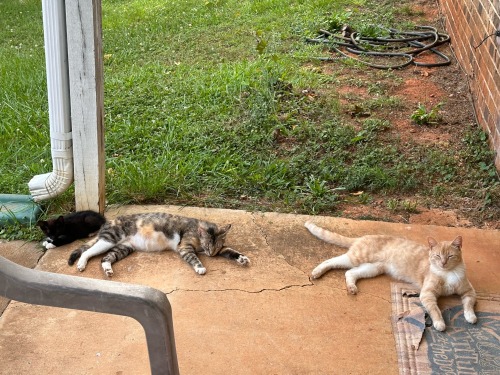 Tyla, Mittens, & My Sweet Angel Tangerine Relaxing On The Porch Together.