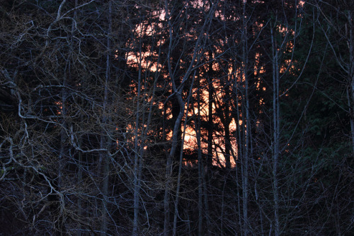 sunset behind the trees by sue9788 on Flickr.