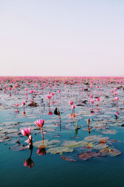 expressions-of-nature:  Water lily, Udonthani, Thailand by KWANCHAN   Lilies💖
