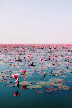 expressions-of-nature:  Water lily, Udonthani, Thailand by KWANCHAN