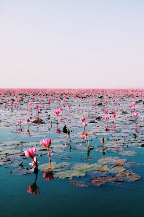 Porn expressions-of-nature:  Water lily, Udonthani, photos